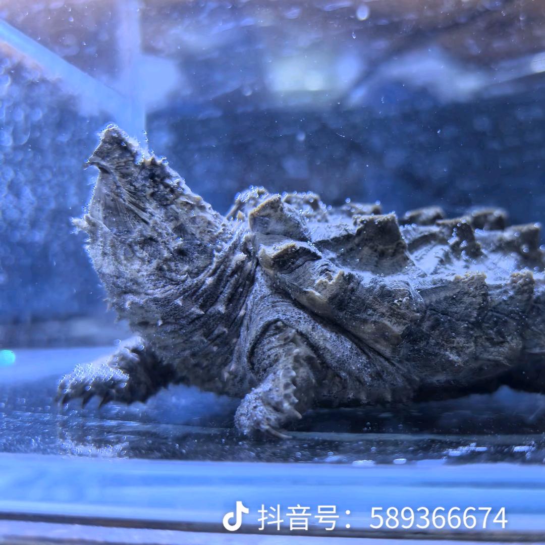 一半清醒一半醉