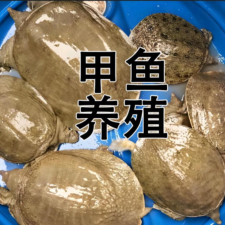 大型养殖基地 听风
