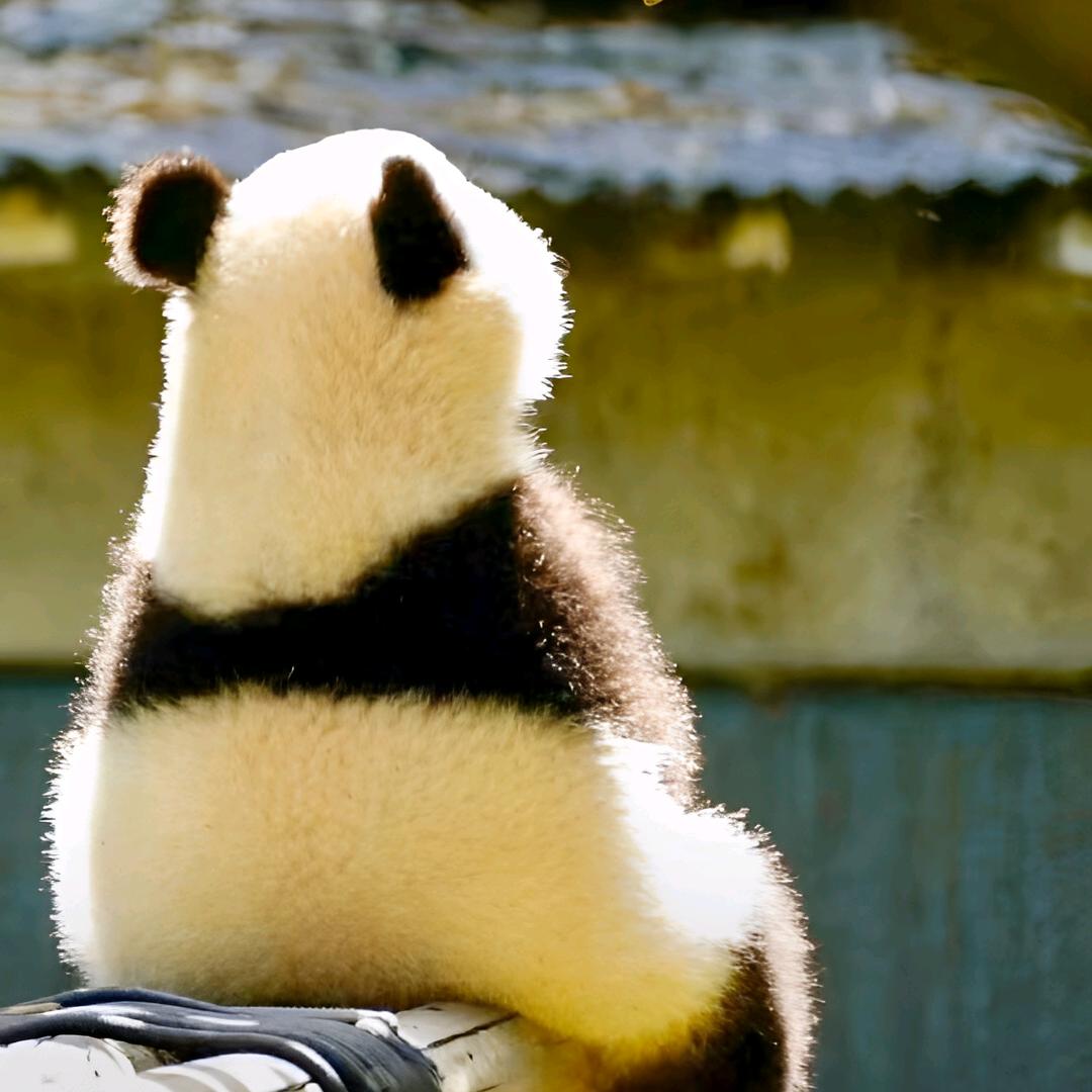 悲伤的酱焖鸭🫧