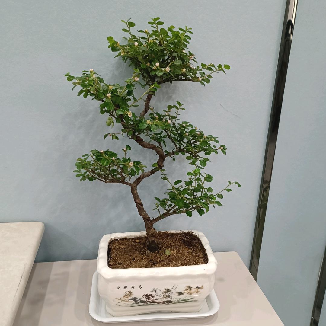 菏泽❎存哥