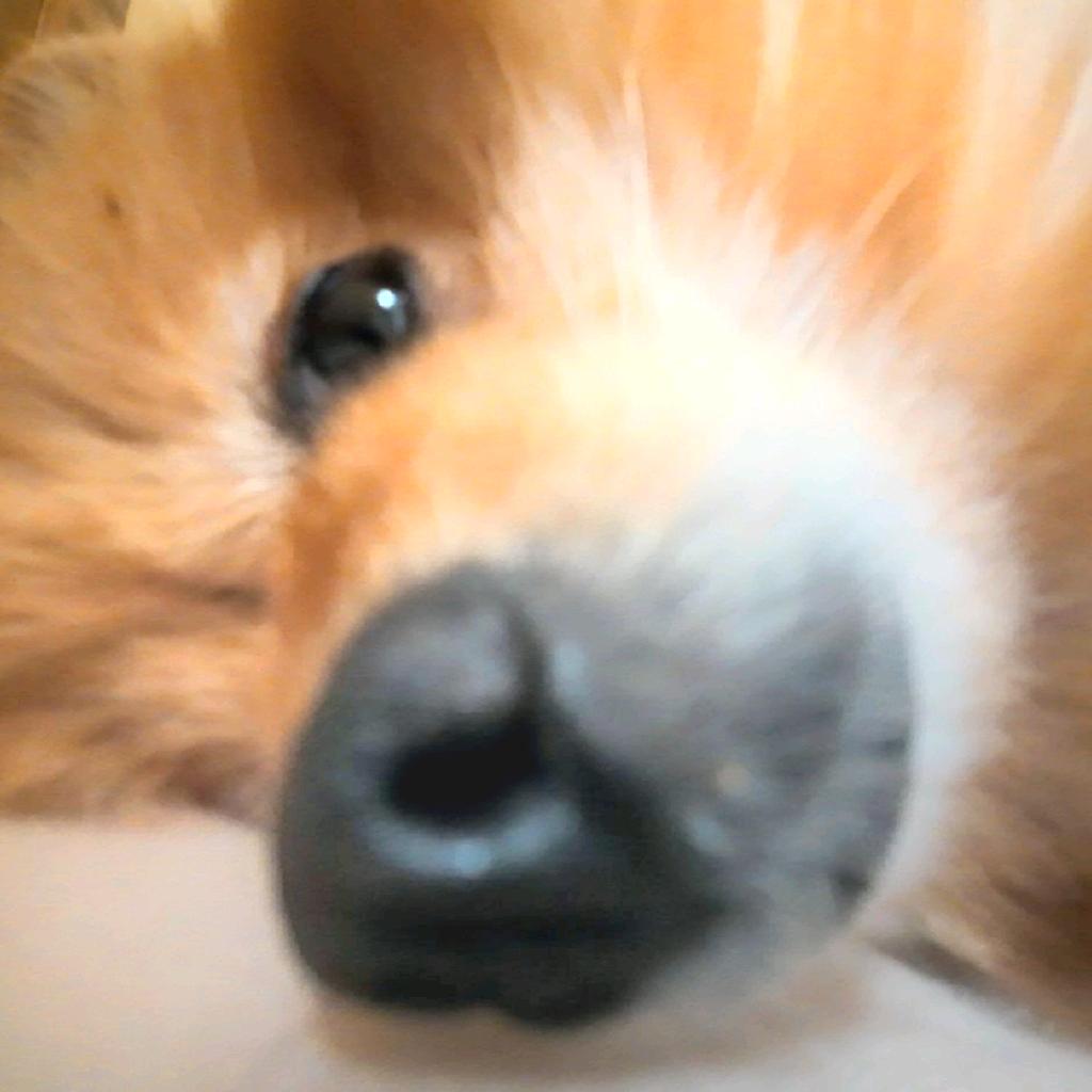 麻中麻中麻