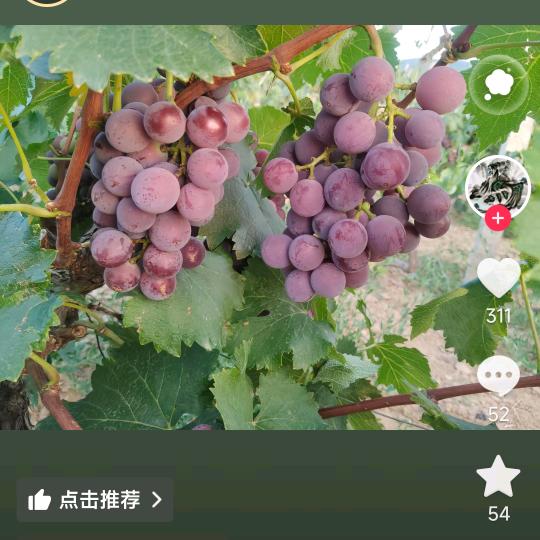 虎子鲜果