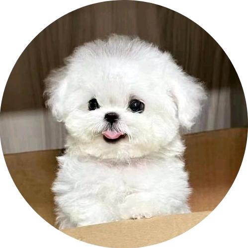 完美世界小体比熊