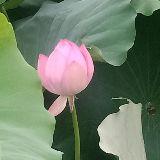 重生之后的我在江苏金坛卖福鼎肉片养你