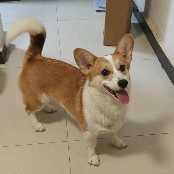 这小狗可真带派✌︎˶╹ꇴ╹˶✌︎