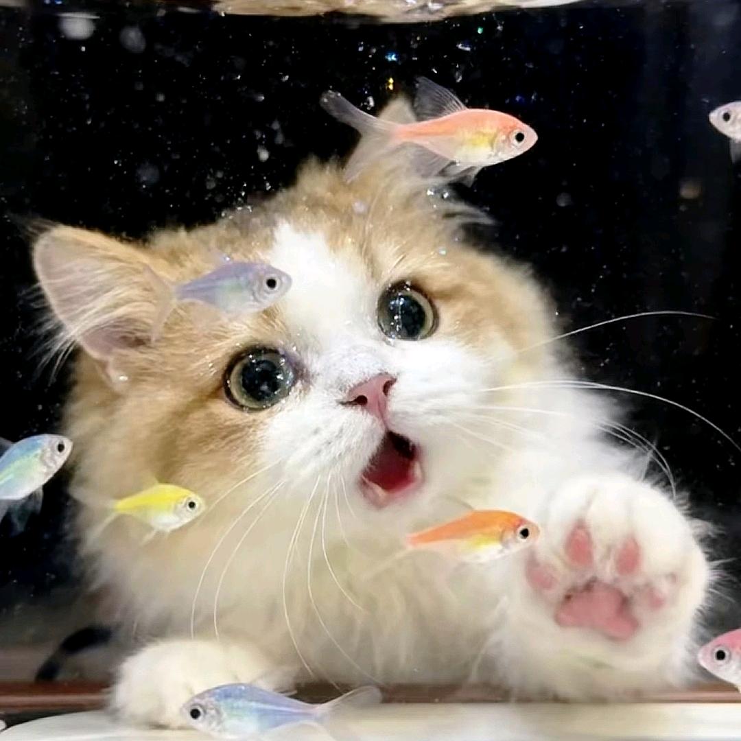 饿死小猪呀