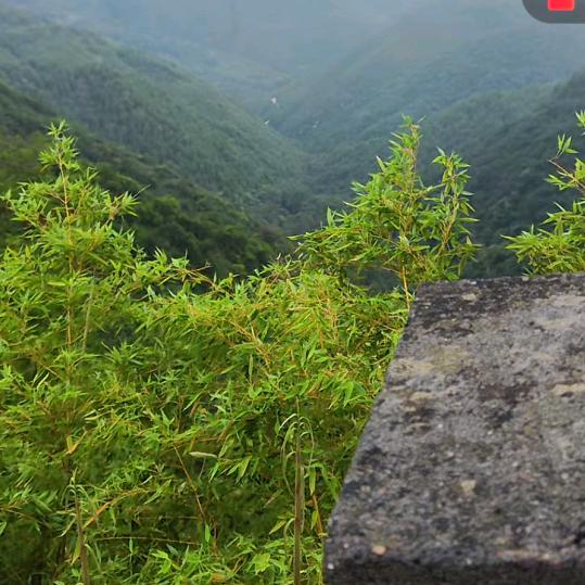 叶紫