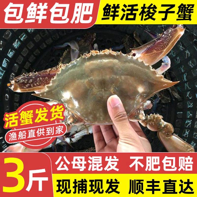 梭子蟹我爱吃