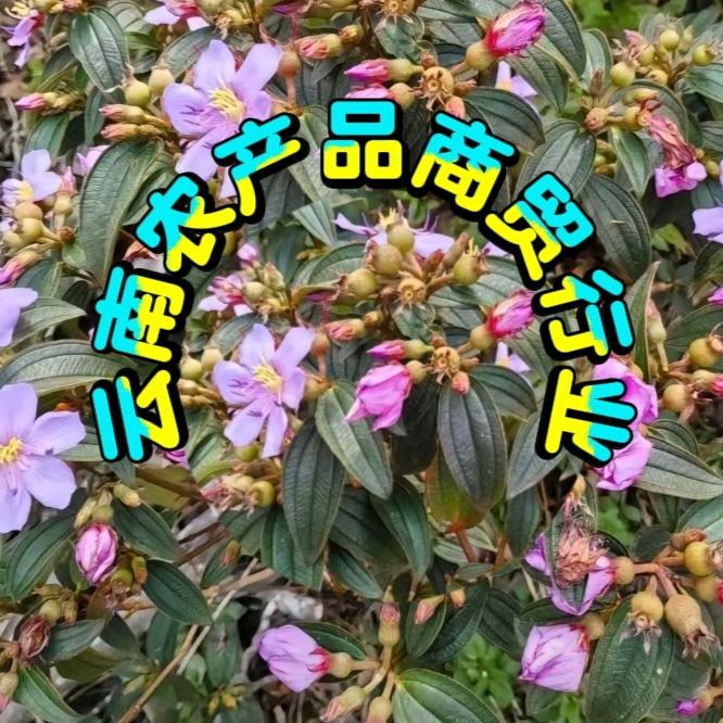 云南农产品商贸行业
