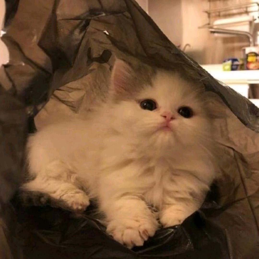 顾南歌