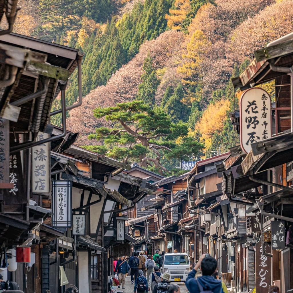 🌸🌸花开富🌸🌸🌸