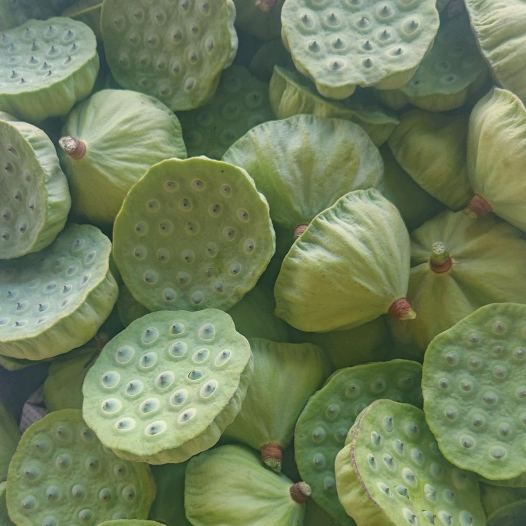 海南（水果莲种植基地）