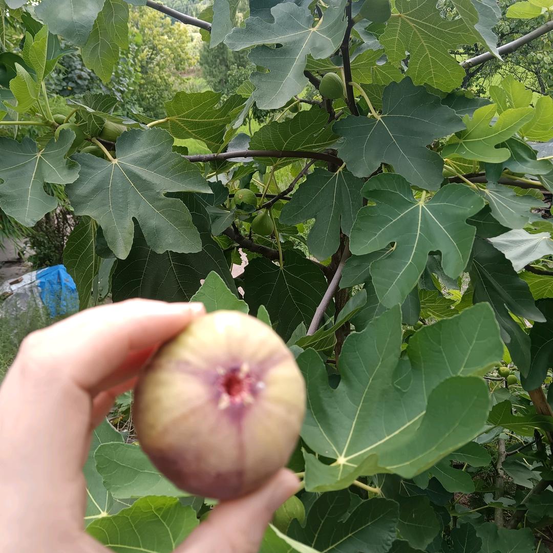 会爱上你🌴🌺🌴🌹🍀🌷🐗🐗