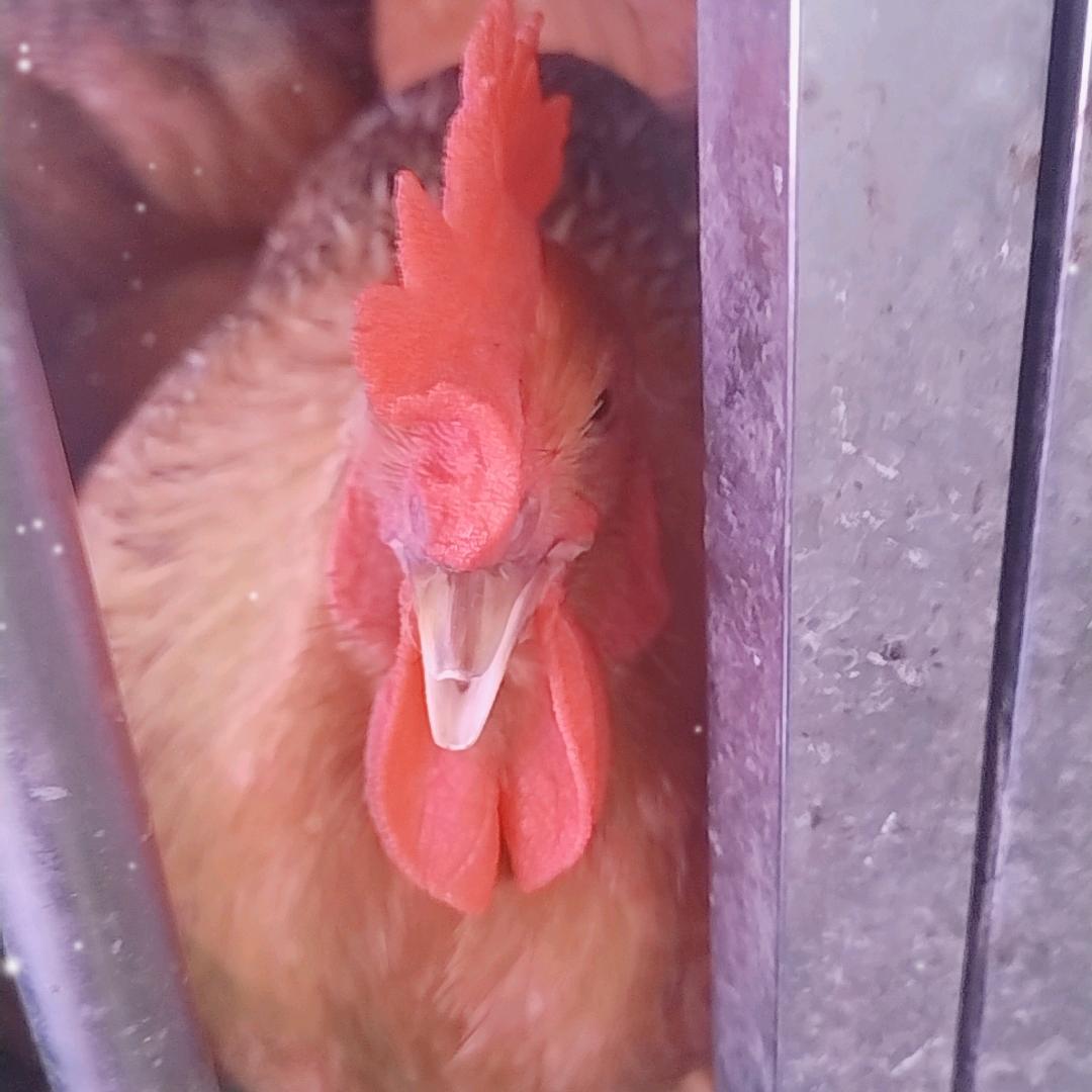 钦灵土鸡土鸭批发