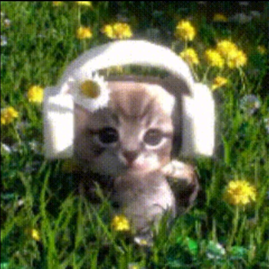 睡不着🐱