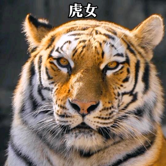 沉默寡言