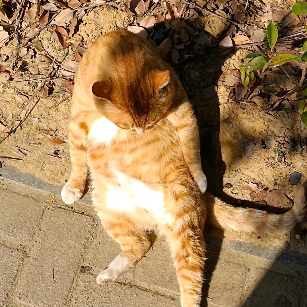 🐱