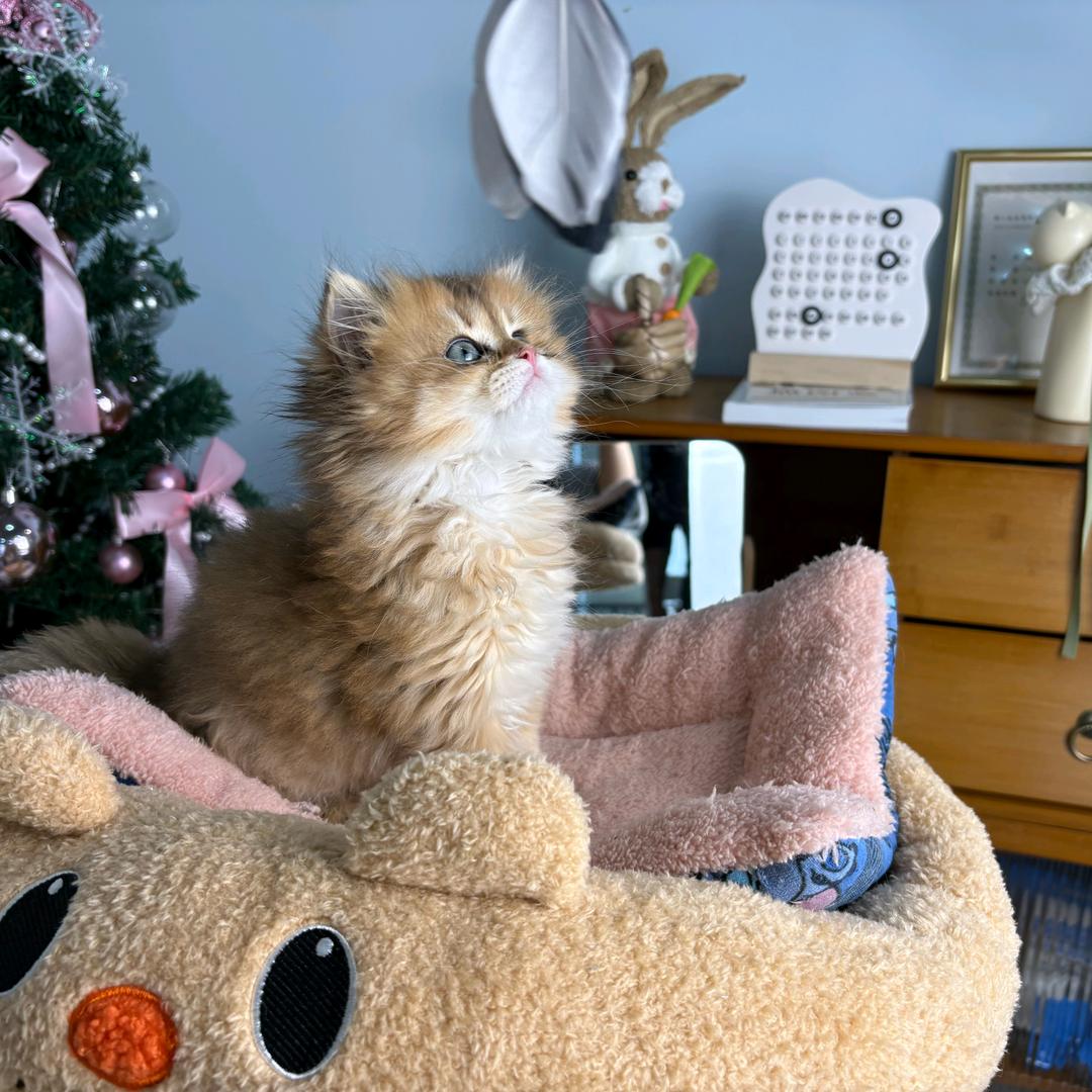 毛大的猫（渐层猫舍）