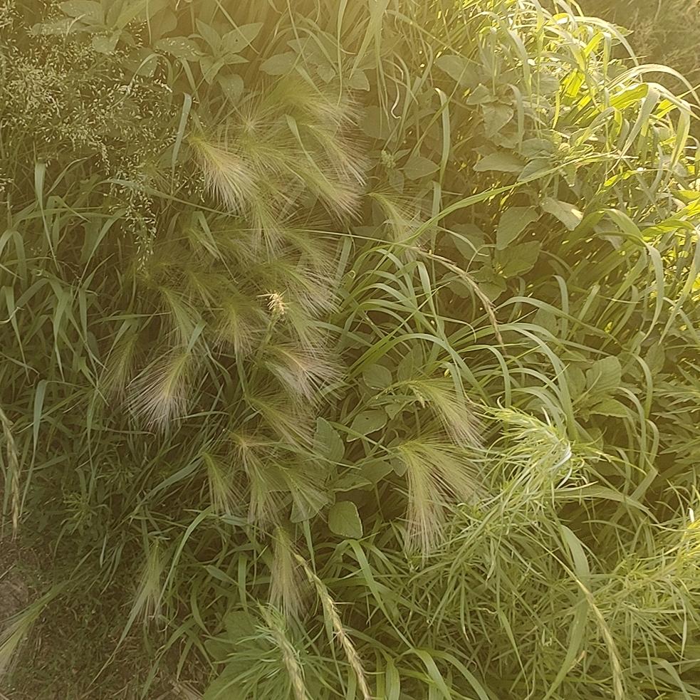 🌲你真我真你假我转身🍁