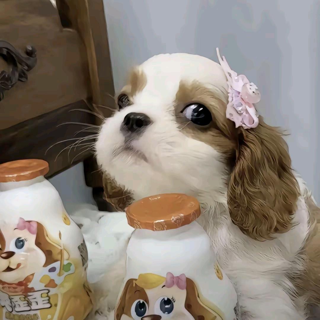 米哆多