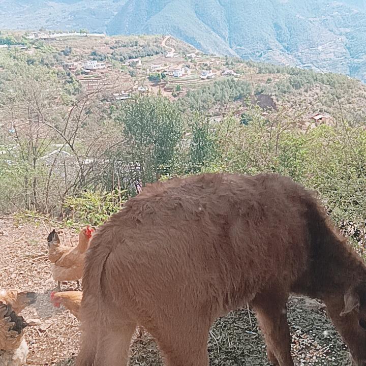 清哥