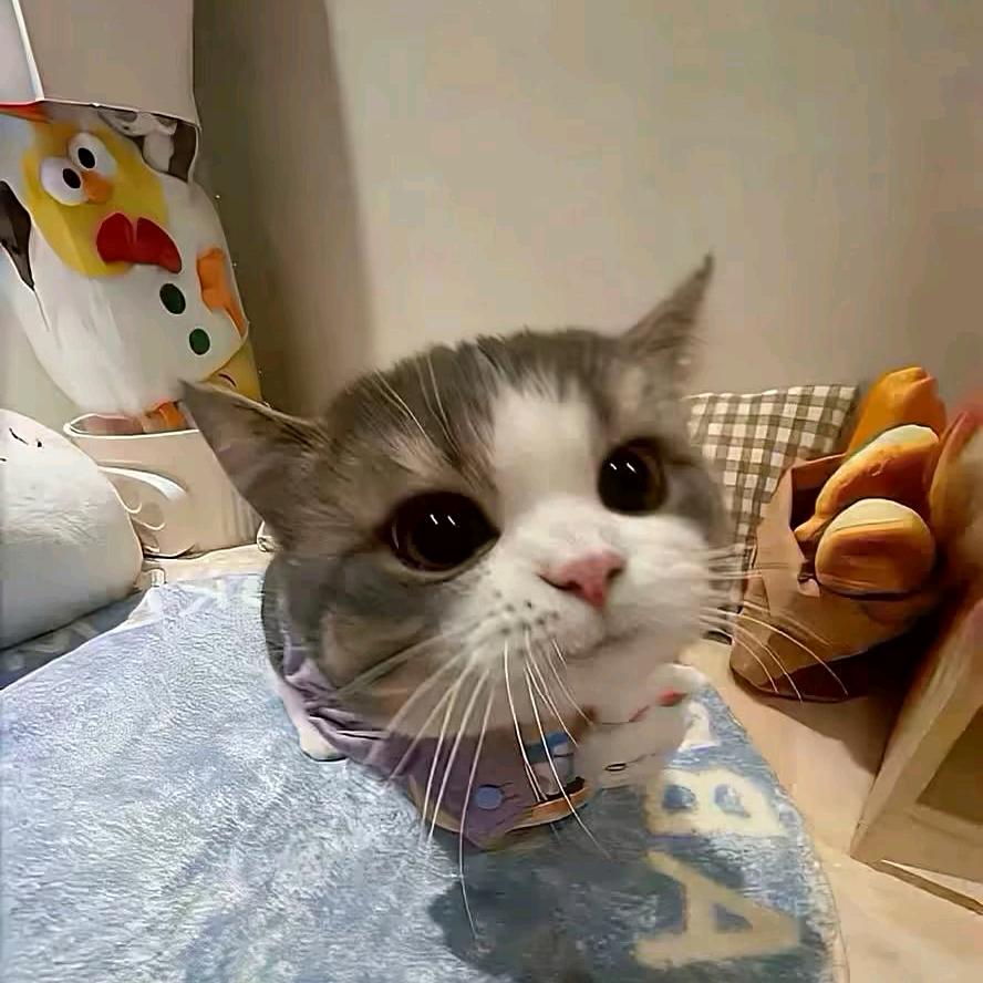 kt小猫yyy.