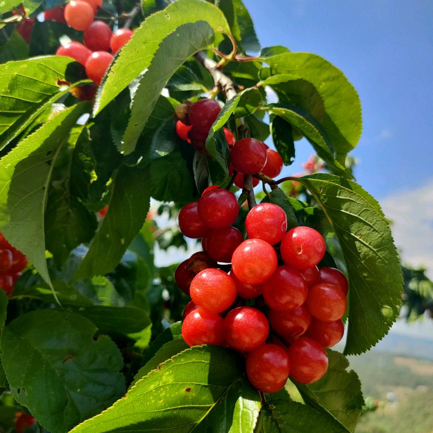 花好月圆