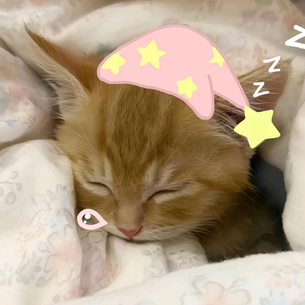 ⌯ ᗜ ᵕ ᗜ ⌯