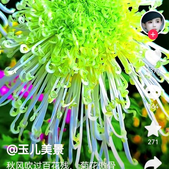 🌴往事如烟🌺✨✨✨