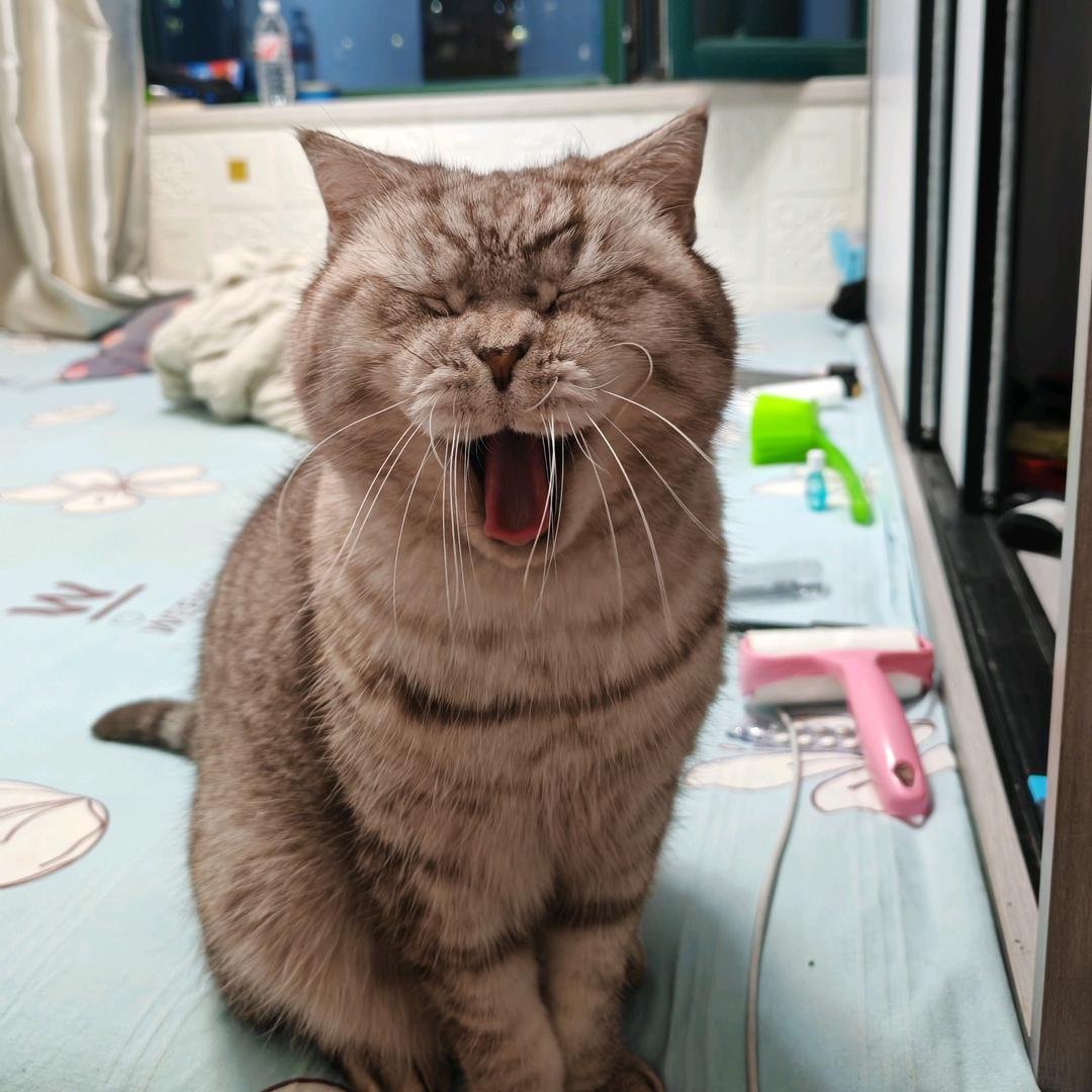 我是一只懒猫！请叫我四宝子！