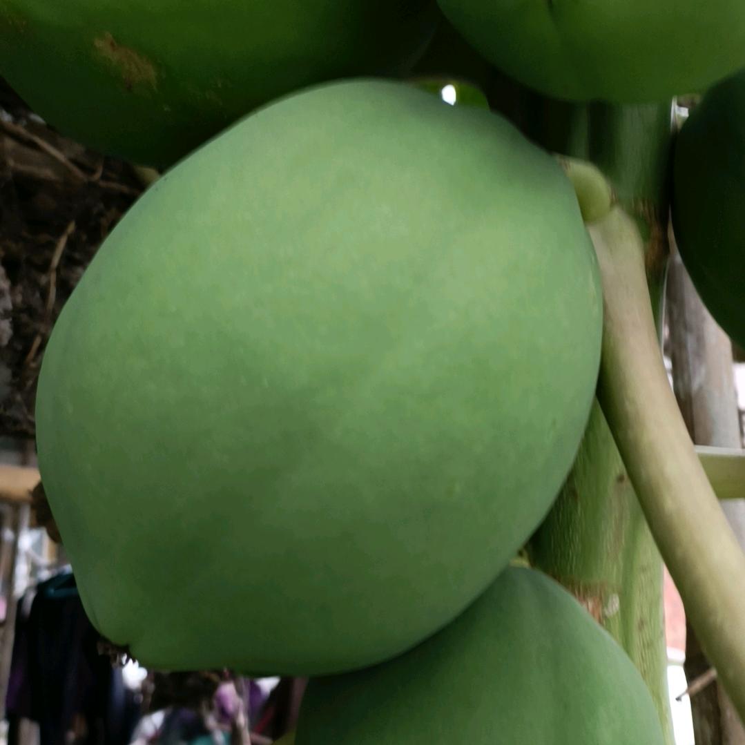 竹影清风
