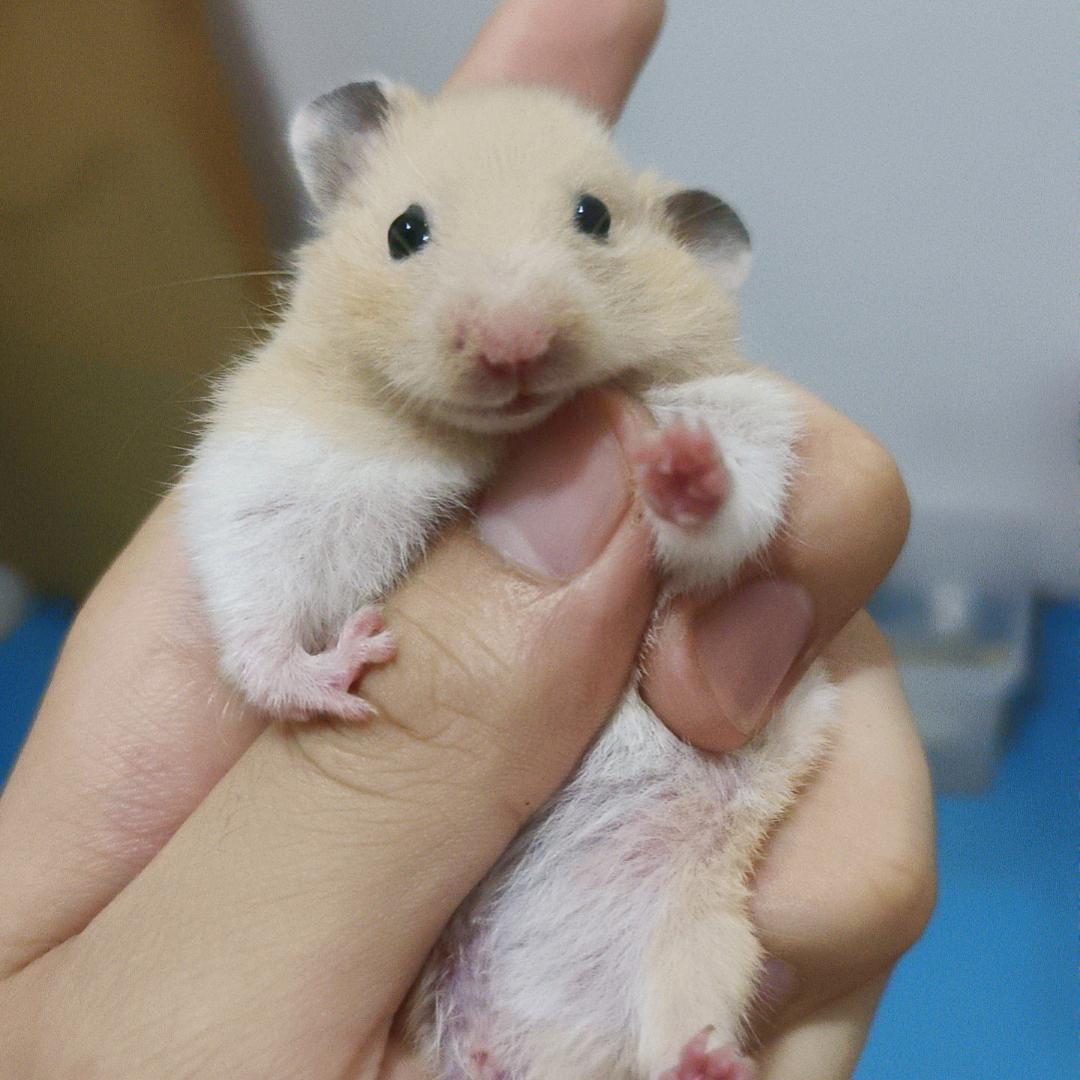 鼠君