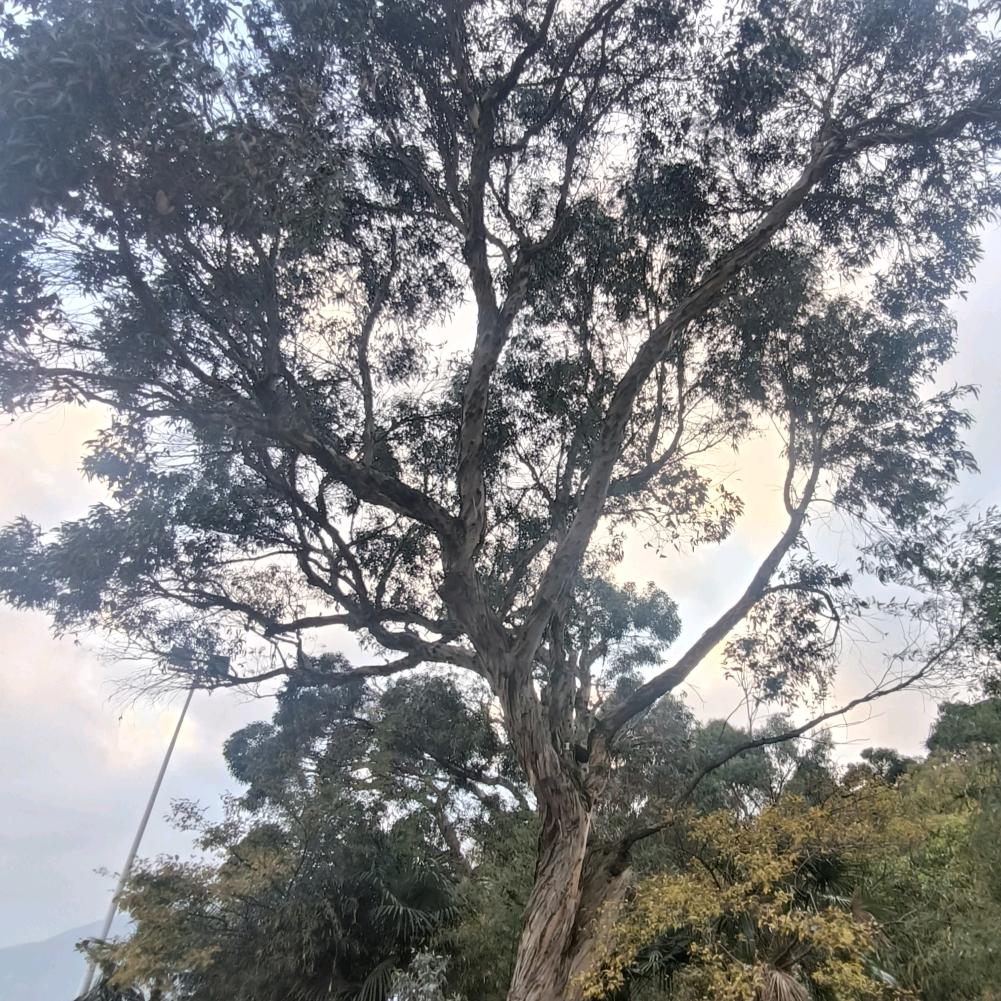 蓝桉长在洱海边(•̶̑ ૄ•̶̑)