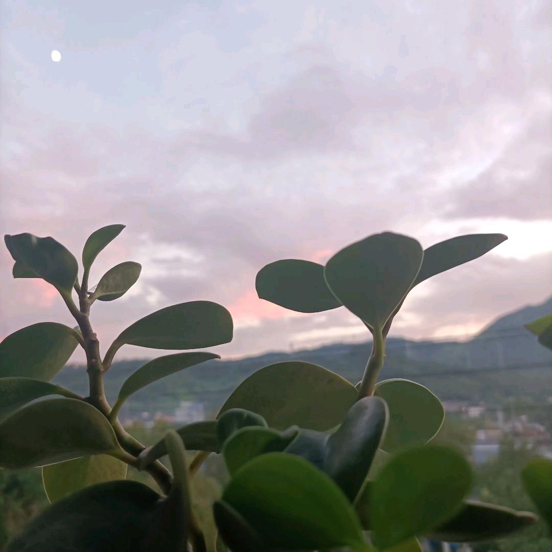 🍀冬天的菌🍀