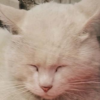 神秘人21369758･᷄･᷅