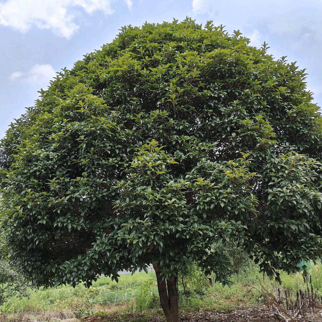 🇨🇳龙在江湖闯天下🇨🇳