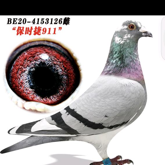 雅鑫赛鸽