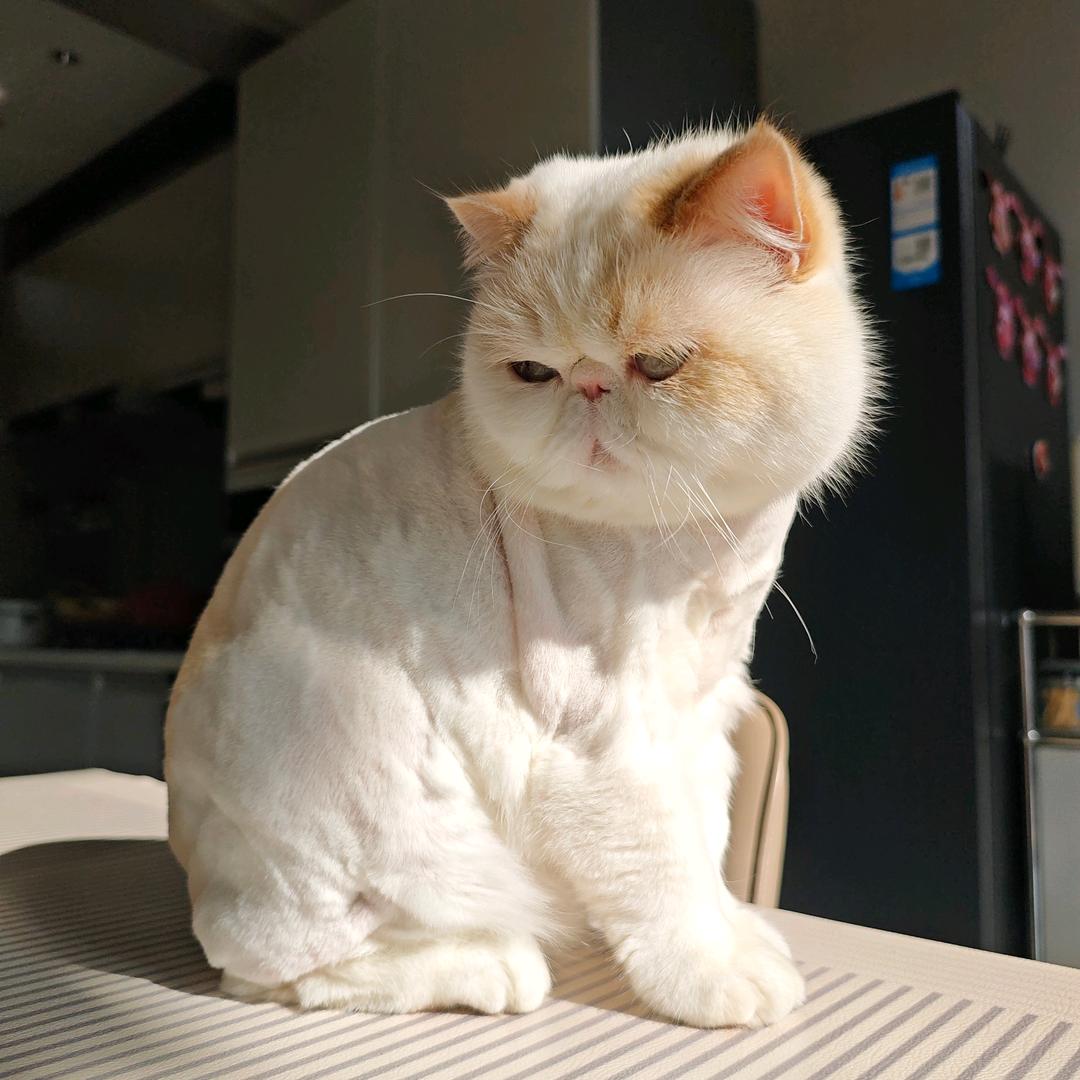 小白 鸡腿 坦克