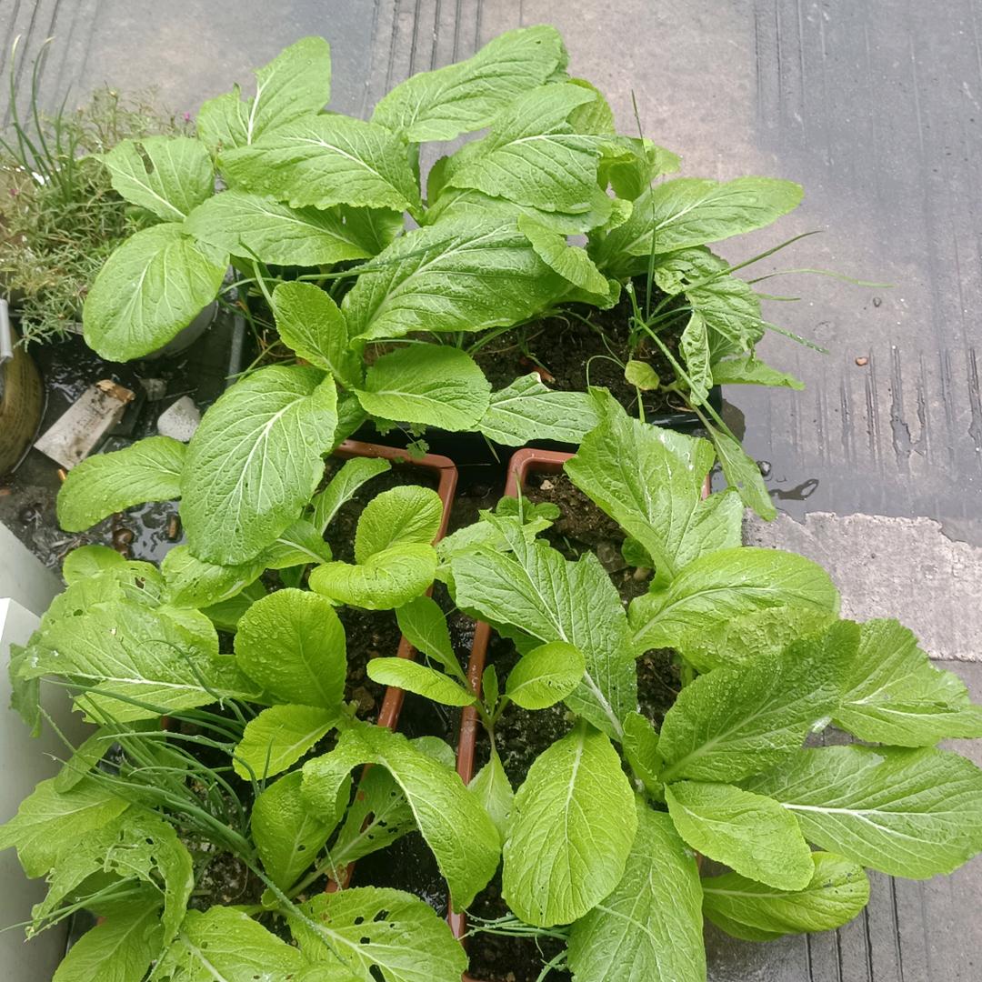 梧桐树下的幸福猪