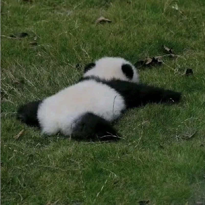 bu摸鱼鱼鱼