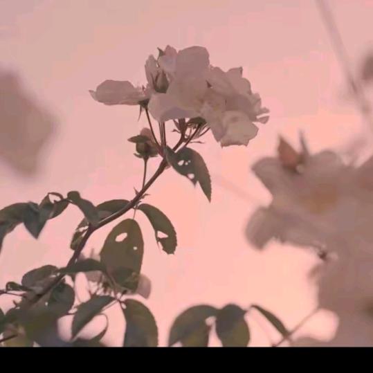 不知道叫什么！