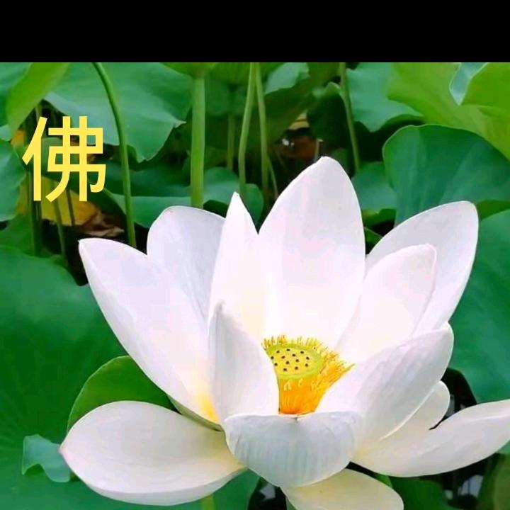 心静ma