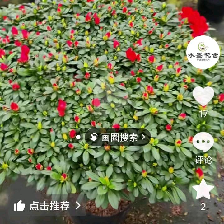 杜鹃花🌺