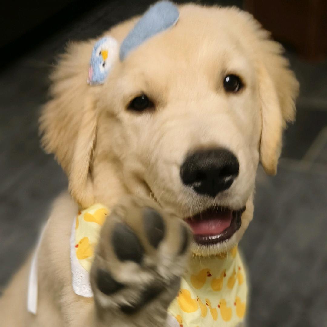 金条是条好狗🐶