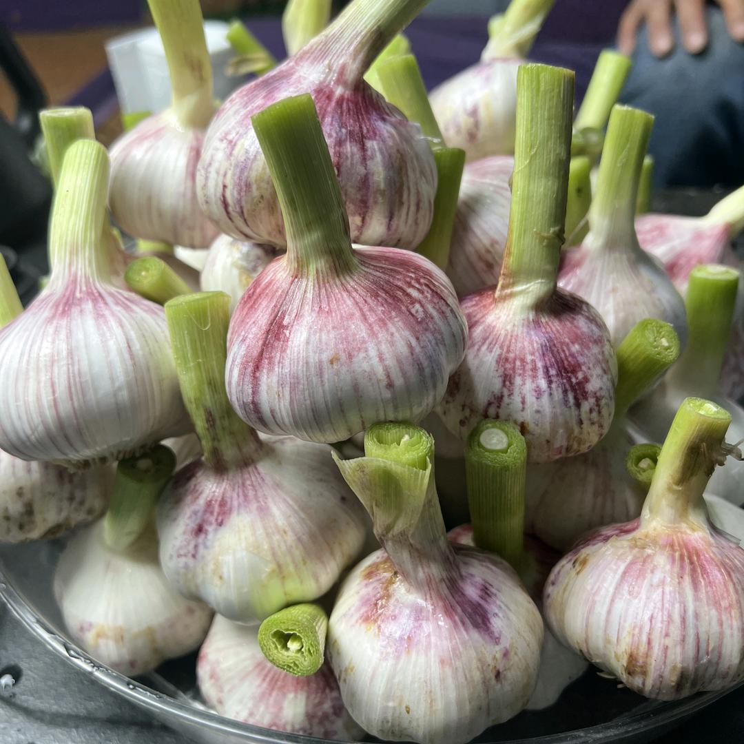 芊坊种苗精选铺