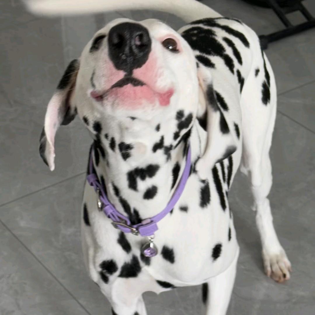 一本正经胡说八道天选之子没有之一