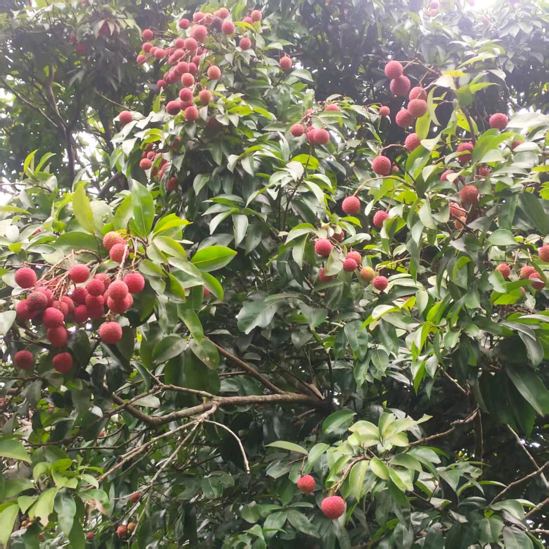 木子李（拒绝私聊）