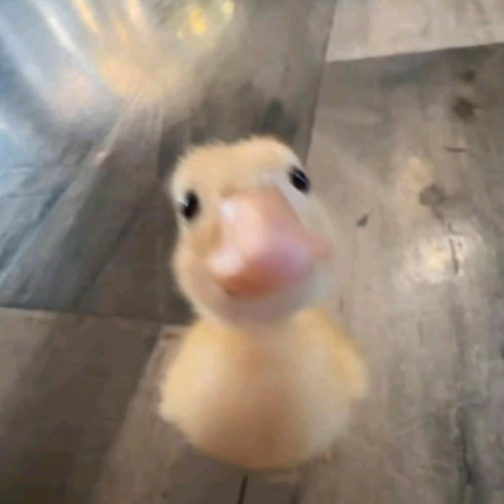 靓仔🐣