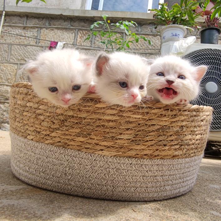 元智三目宠物零食店