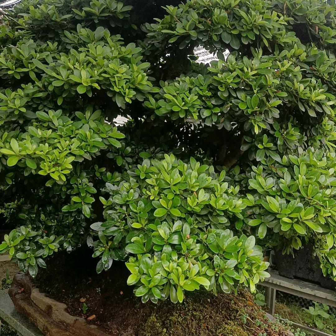 梦想成真
